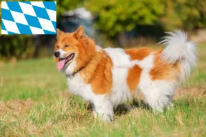 Lees meer over het artikel Elo fokkers en pups in Beieren
