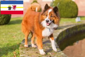 Lees meer over het artikel Elo fokkers en pups in Mecklenburg-Vorpommern