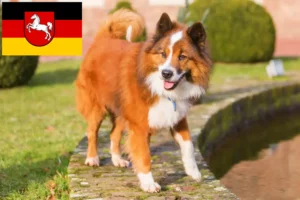 Lees meer over het artikel Elo fokkers en pups in Nedersaksen