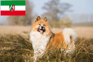 Lees meer over het artikel Elo fokkers en pups in Noordrijn-Westfalen