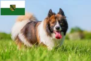 Lees meer over het artikel Elo fokkers en pups in Saksen