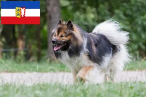 Lees meer over het artikel Elo fokkers en pups in Sleeswijk-Holstein