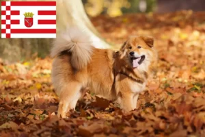 Lees meer over het artikel Elo fokkers en pups in Bremen