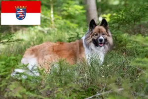 Lees meer over het artikel Elo fokkers en pups in Hessen