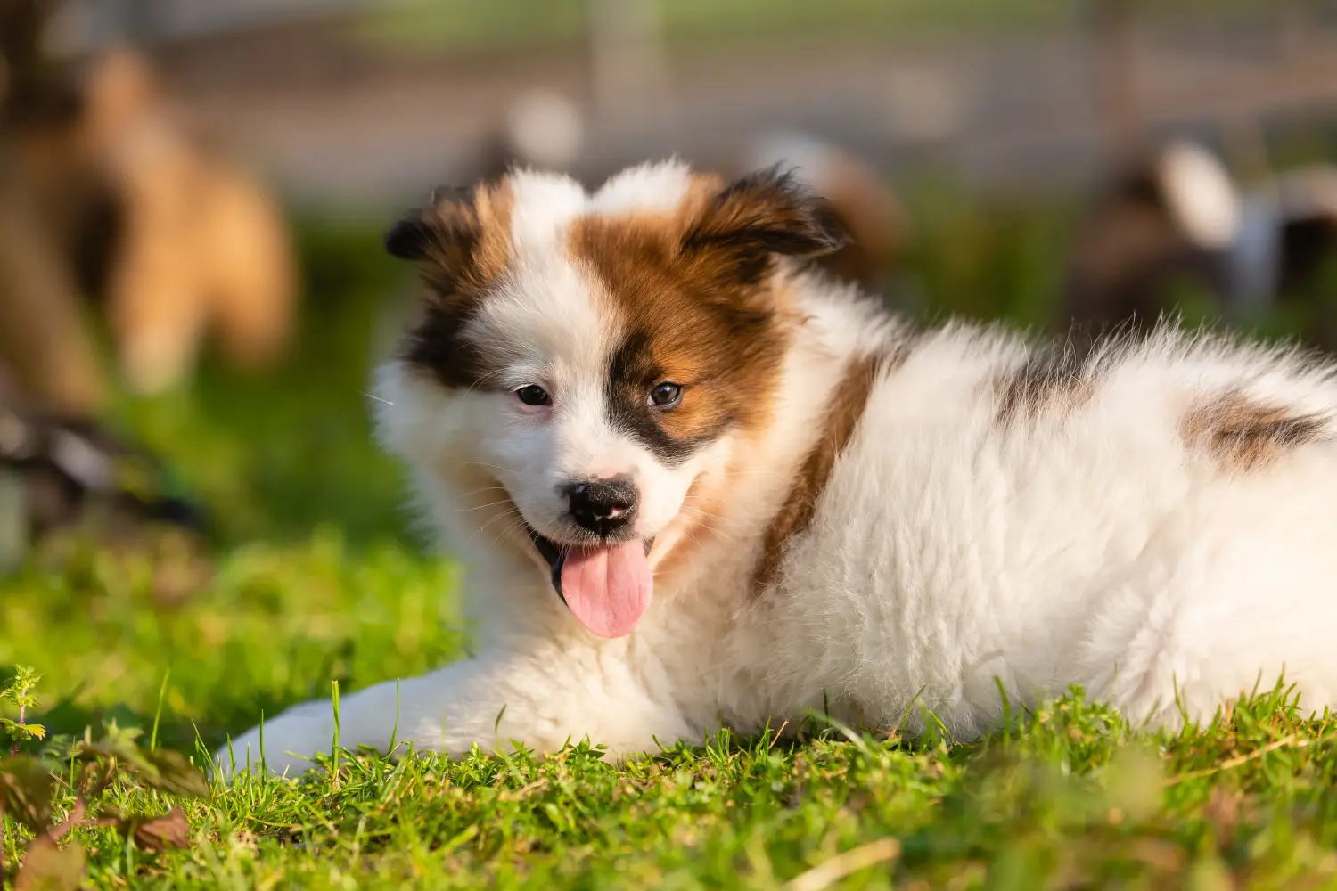 Een Elo-pup kopen betekent verantwoordelijkheid nemen! Elo puppy's kopen.