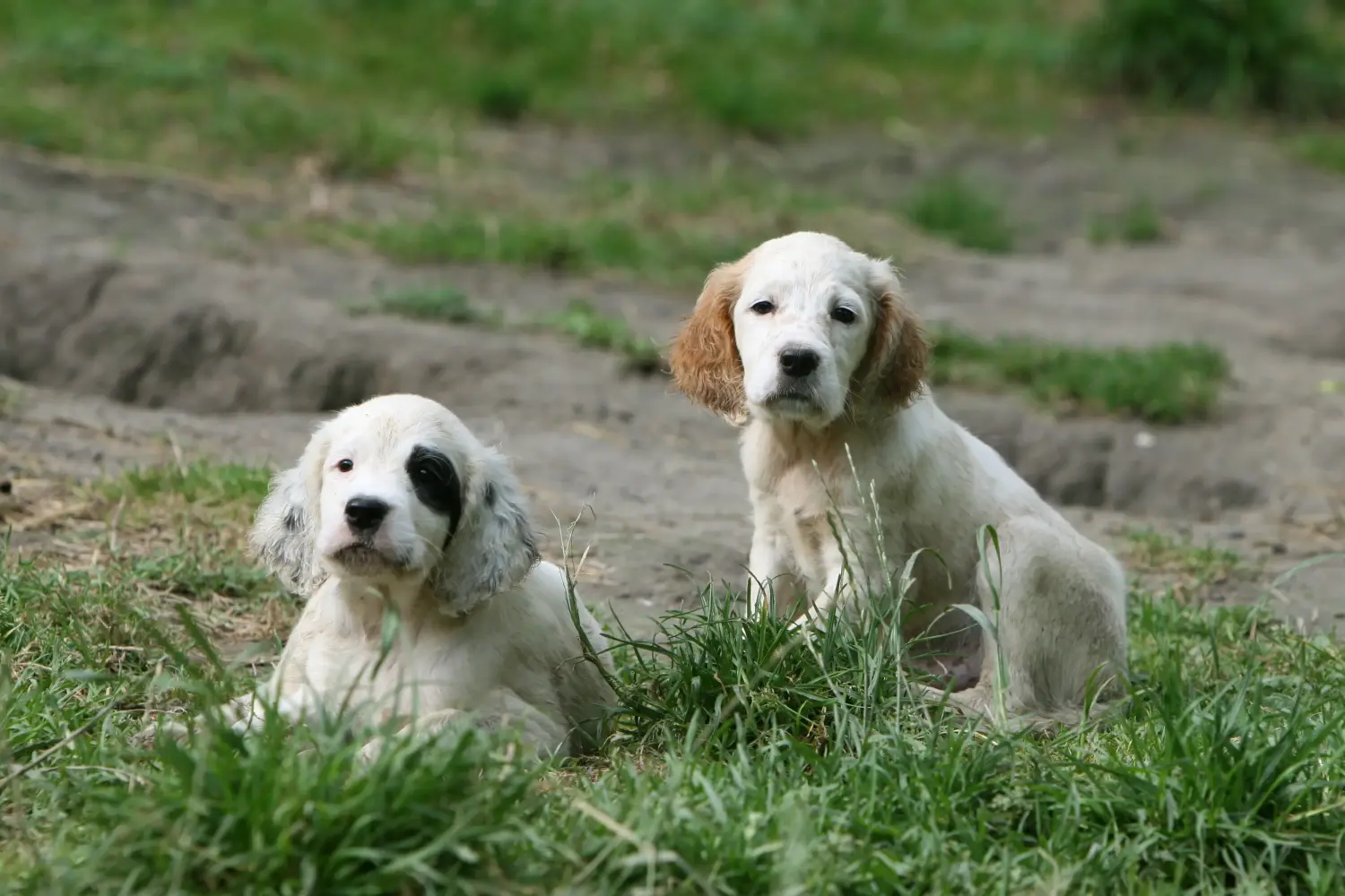 Een Engelse Setter puppy kopen betekent verantwoordelijkheid nemen! Engelse Setter puppy's kopen.
