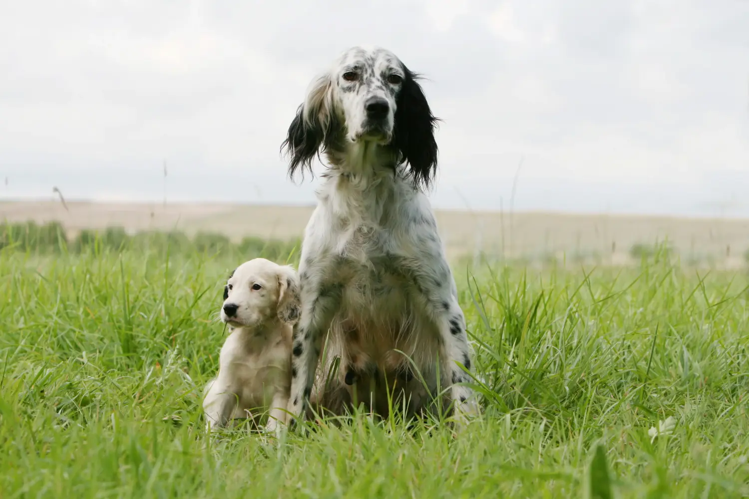 Een Engelse Setter puppy kopen betekent verantwoordelijkheid nemen! Engelse Setter puppy's kopen.