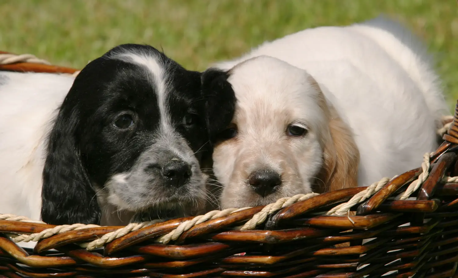 Een Engelse Setter puppy kopen betekent verantwoordelijkheid nemen! Engelse Setter puppy's kopen.