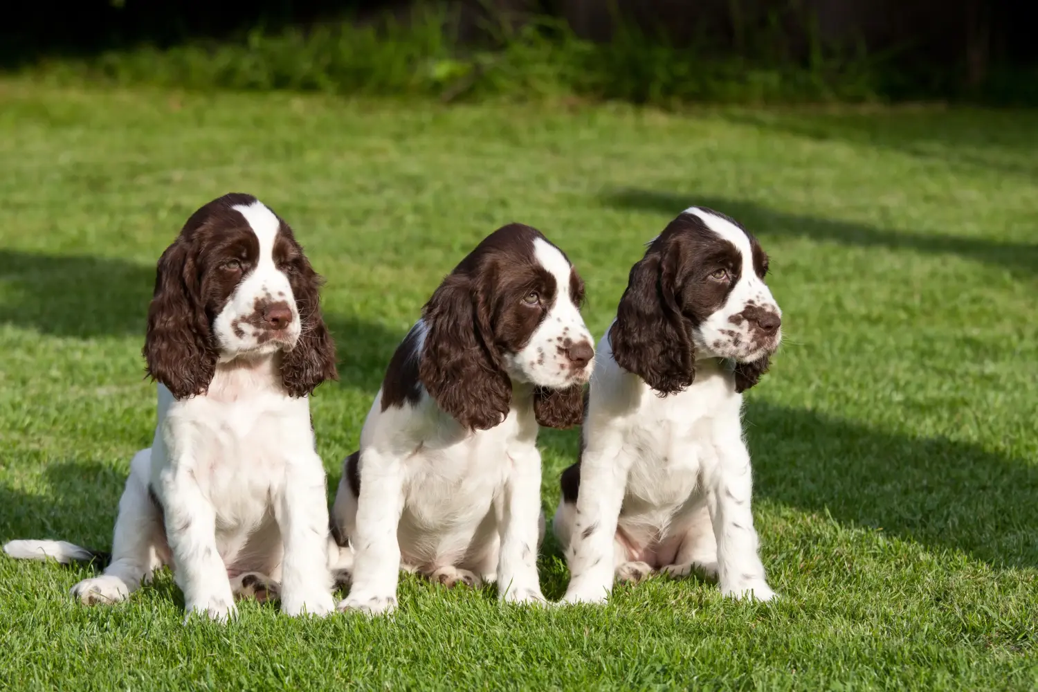 Een Engelse Springer Spaniel puppy kopen betekent verantwoordelijkheid nemen! Engelse Springer Spaniel puppy kopen.