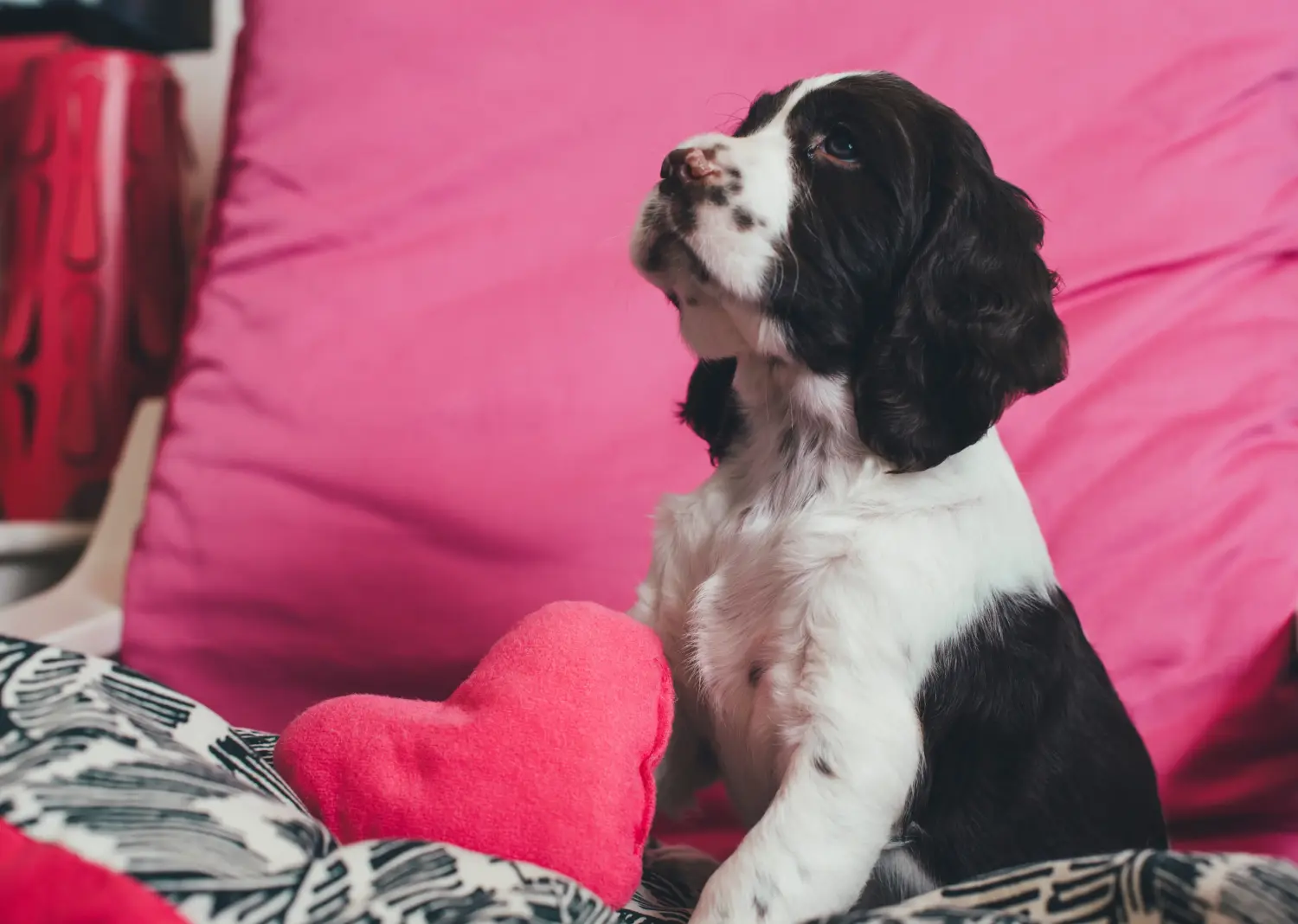 Een Engelse Springer Spaniel puppy kopen betekent verantwoordelijkheid nemen! Engelse Springer Spaniel puppy kopen.