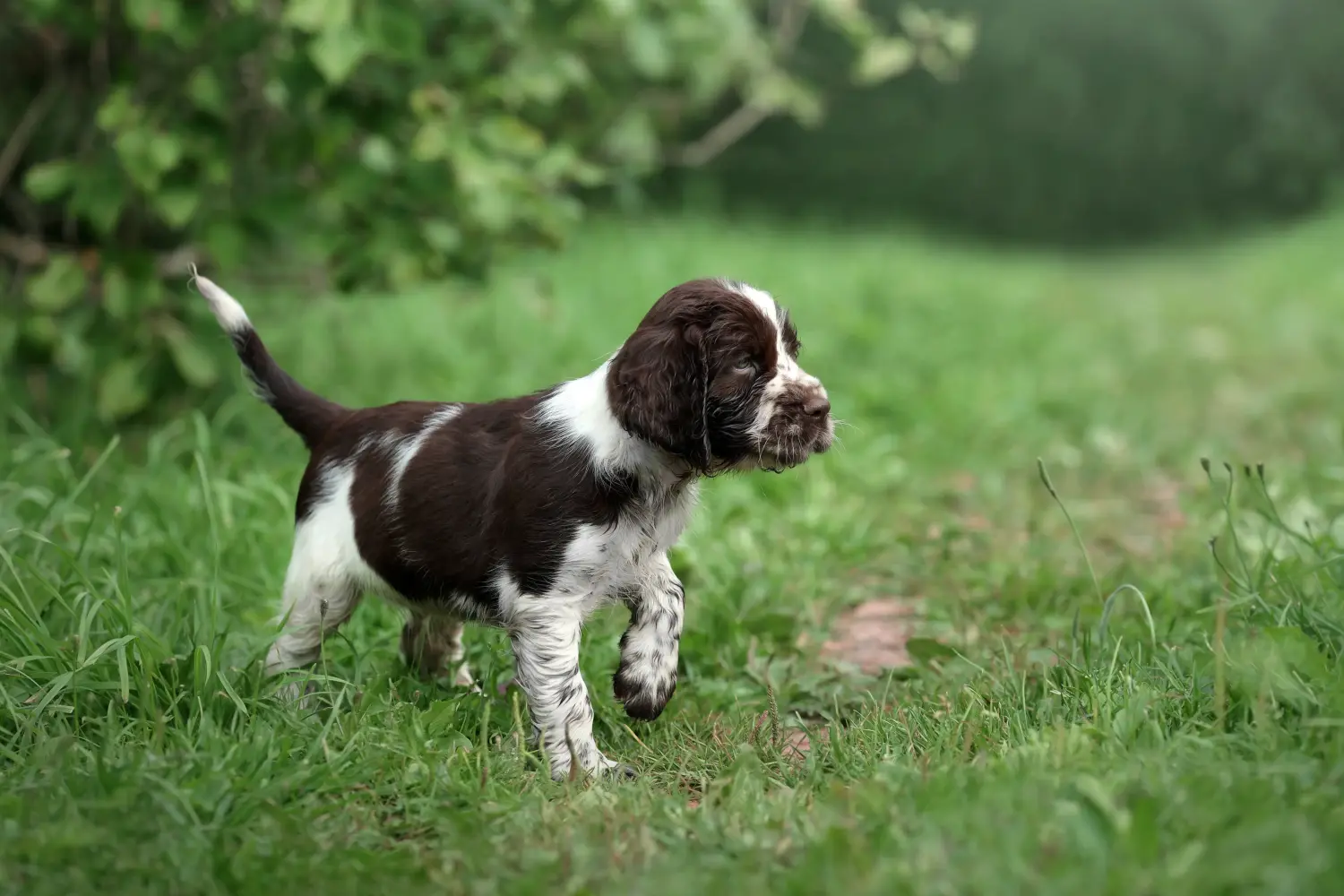 Een Engelse Springer Spaniel puppy kopen betekent verantwoordelijkheid nemen! Engelse Springer Spaniel puppy kopen.