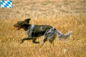 Lees meer over het artikel Épagneul Picard fokkers en pups in Beieren