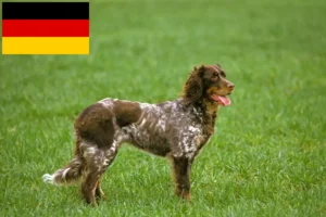 Lees meer over het artikel Épagneul Picard fokkers en pups in Duitsland