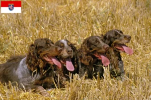 Lees meer over het artikel Épagneul Picard fokkers en pups in Hessen