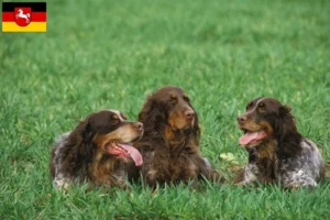 Lees meer over het artikel Épagneul Picard fokkers en pups in Nedersaksen