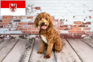 Lees meer over het artikel Goldendoodle fokkers en puppies in Brandenburg