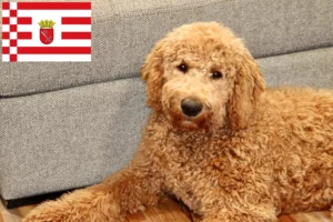 Lees meer over het artikel Goldendoodle fokkers en puppies in Bremen