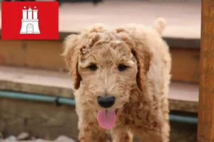 Lees meer over het artikel Goldendoodle fokkers en puppies in Hamburg