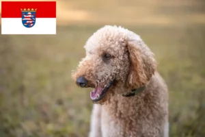 Lees meer over het artikel Goldendoodle fokkers en pups in Hessen