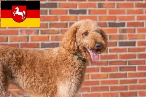 Lees meer over het artikel Goldendoodle fokkers en puppies in Nedersaksen