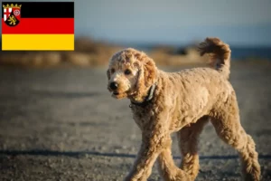 Lees meer over het artikel Goldendoodle fokkers en puppies in Rijnland-Palts