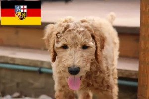 Lees meer over het artikel Goldendoodle fokkers en puppies in Saarland