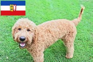 Lees meer over het artikel Goldendoodle fokkers en puppies in Sleeswijk-Holstein