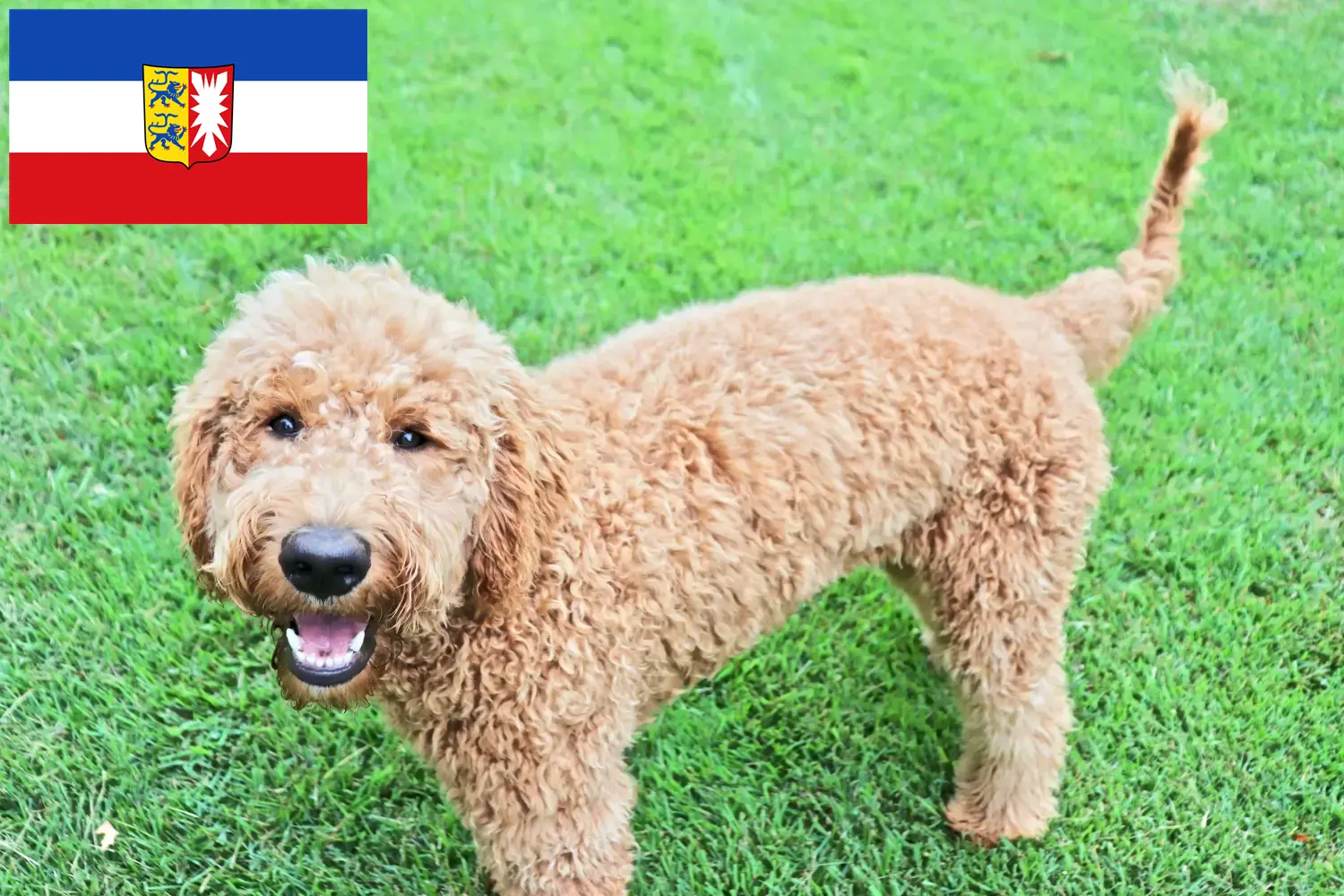 Lees meer over het artikel Goldendoodle fokkers en puppies in Sleeswijk-Holstein