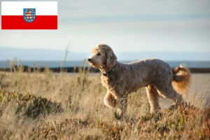 Lees meer over het artikel Goldendoodle fokkers en pups in Thüringen