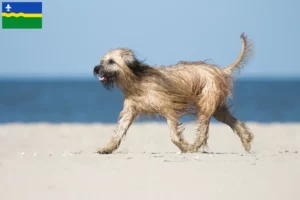 Lees meer over het artikel Gos d’Atura Catalá fokkers en puppies in Flevoland