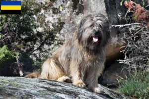 Lees meer over het artikel Gos d’Atura Catalá fokkers en pups in Gelderland