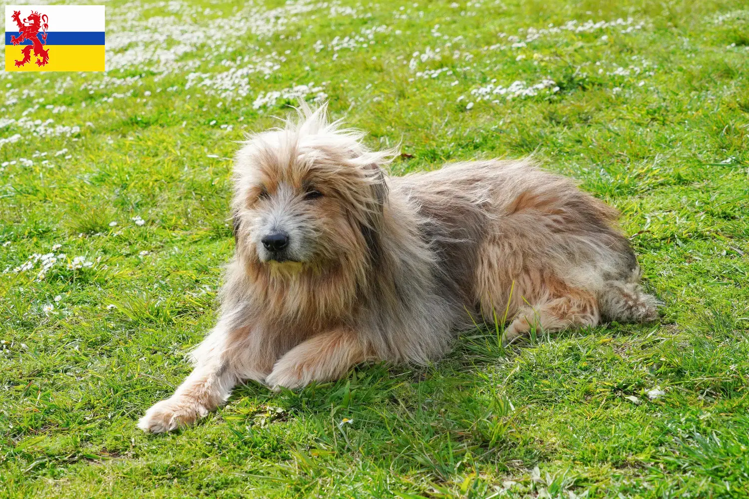 Gos d'Atura Catalá pups en fokkers Limburg Hier vind je Gos d'Atura Catalá fokkers in Limburg.