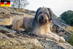 Lees meer over het artikel Gos d’Atura Catalá fokkers en pups in Saarland