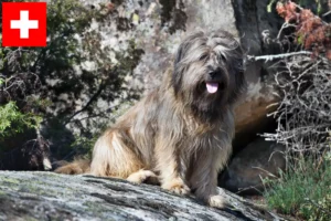 Lees meer over het artikel Gos d’Atura Catalá fokkers en pups in Zwitserland