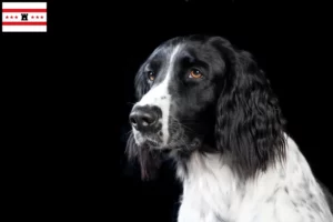 Lees meer over het artikel Grote Münsterländer fokker en puppies in Drenthe