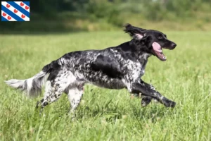 Lees meer over het artikel Grote Münsterländer fokker en puppies in Friesland