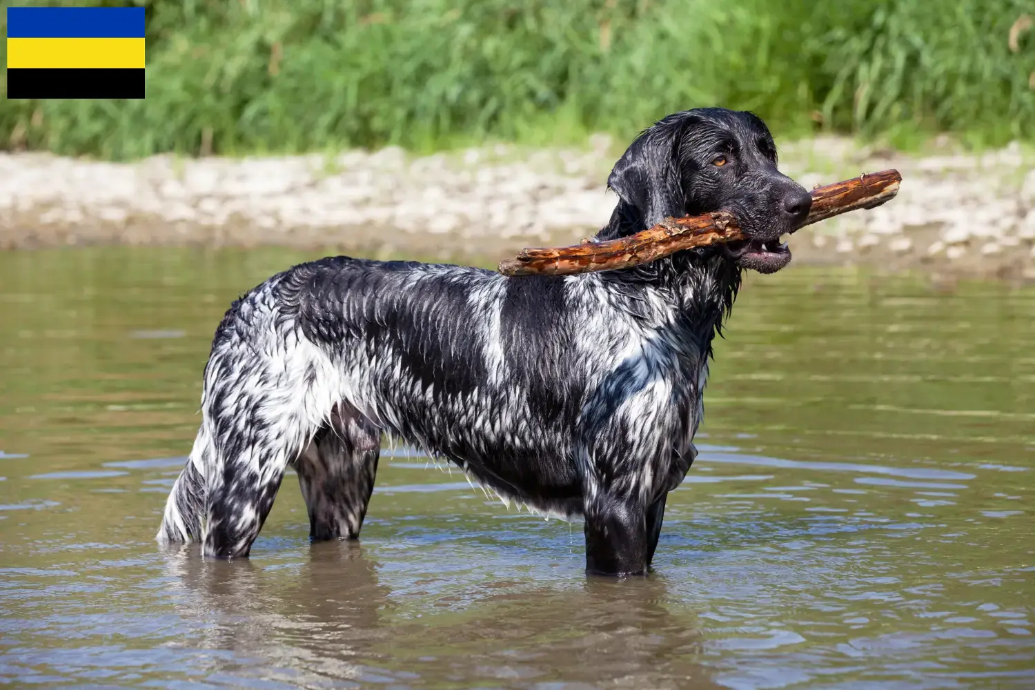 Grote Münsterländer pups en fokker Gelderland Hier vind je Grote Münsterland fokkers in Gelderland.