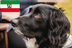 Lees meer over het artikel Grote Münsterländer fokker en puppies in Noordrijn-Westfalen