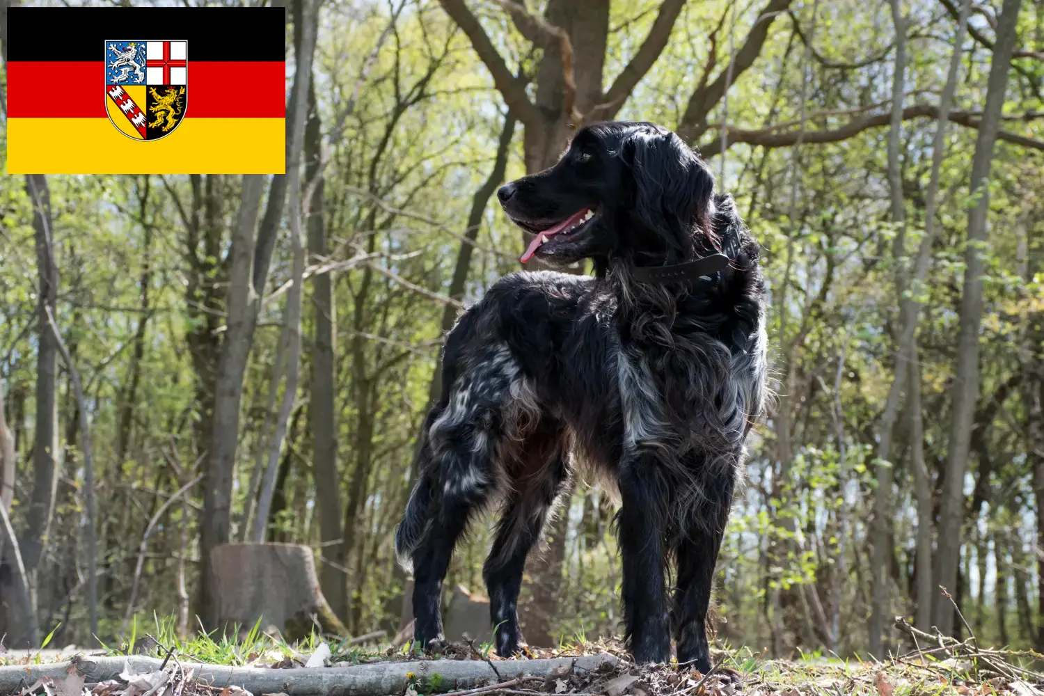Grote Münsterländer pups en fokker Saarland Hier vind je Grote Münsterland fokkers im Saarland.