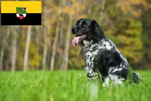 Lees meer over het artikel Grote Münsterländer fokker en puppies in Saksen-Anhalt