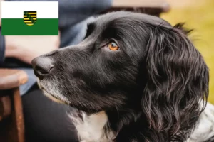 Lees meer over het artikel Grote Münsterländer fokker en puppies in Saksen