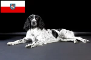 Lees meer over het artikel Grote Münsterländer fokker en puppies in Thüringen