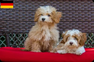 Lees meer over het artikel Havapoo fokkers en puppy’s in Duitsland