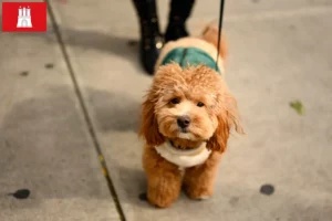 Lees meer over het artikel Havapoo fokkers en pups in Hamburg