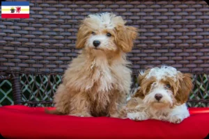 Lees meer over het artikel Havapoo fokkers en pups in Mecklenburg-Vorpommern