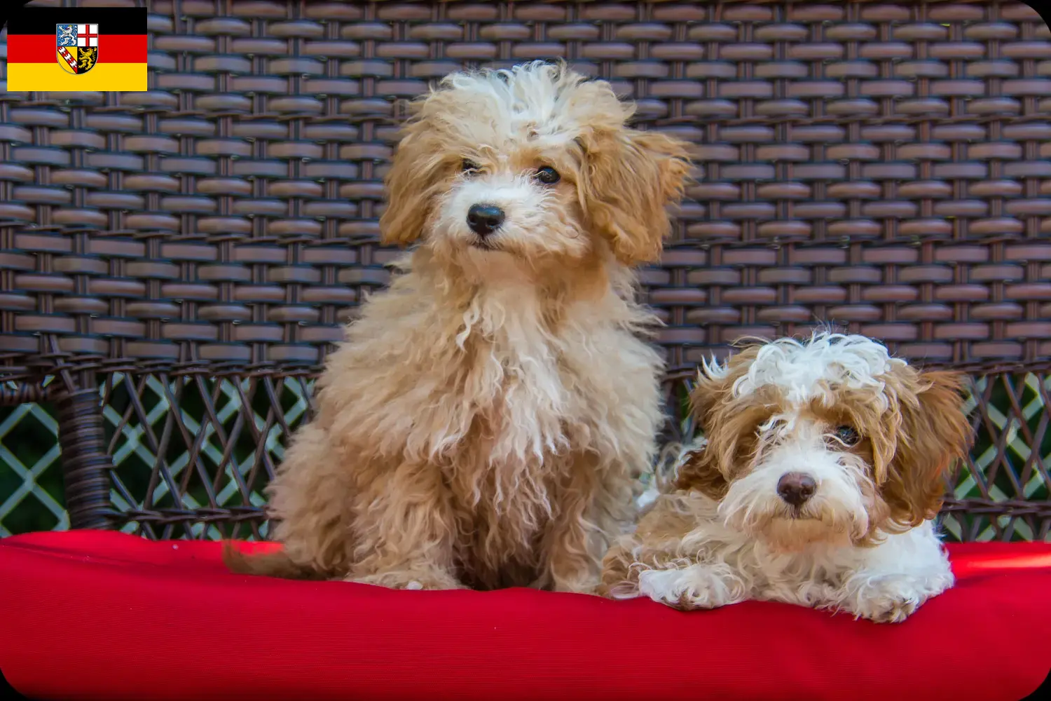 Lees meer over het artikel Havapoo fokkers en pups in Saarland