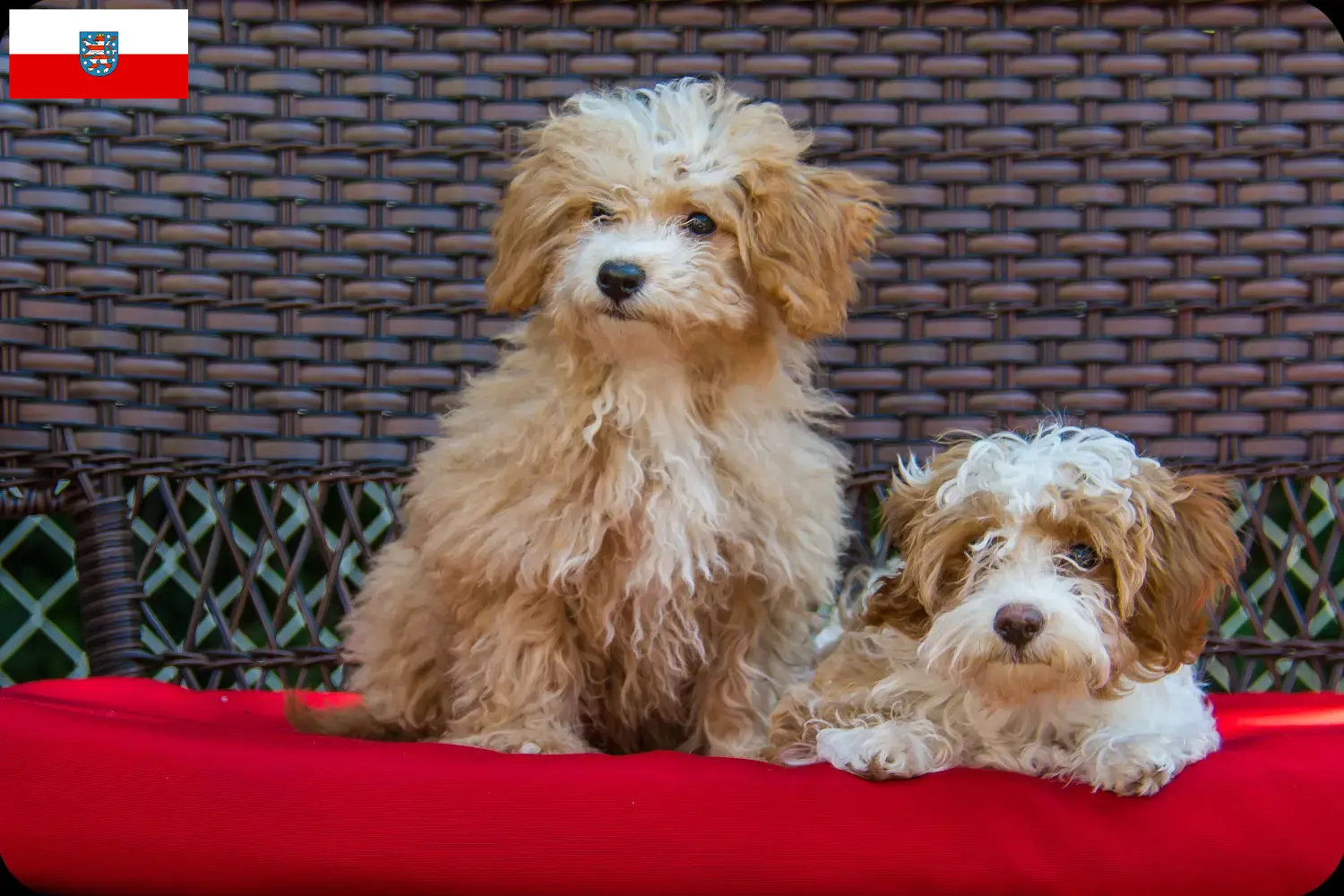 Havapoo puppy's en fokkers Thüringen Hier vind je Havapoos fokkers in Thüringen.