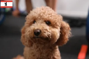 Lees meer over het artikel Havapoo fokkers en pups in Berlijn