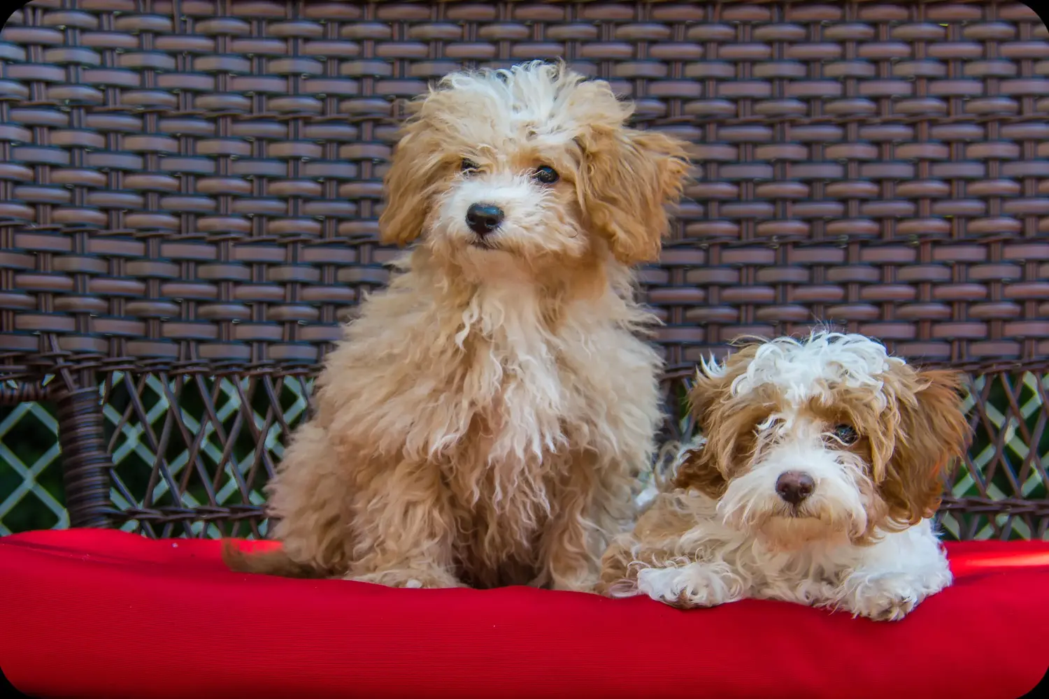 Een Havapoo puppy kopen betekent verantwoordelijkheid nemen! Havapoo puppy kopen.