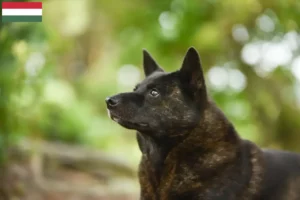Lees meer over het artikel Kai fokker en puppies in Hongarije
